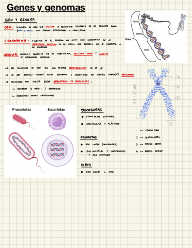 Miniatura del documento Genes-Y-Genomas.pdf
