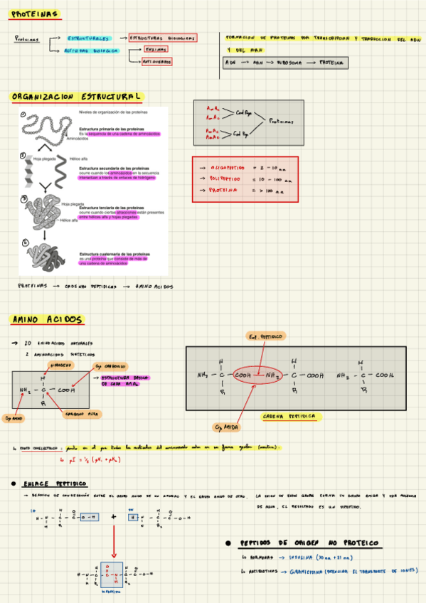 Miniatura del documento Aminoacidos-Y-Pepitos.pdf