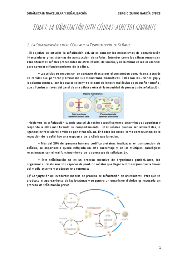 Miniatura del documento APUNTES-SENALZIACION.pdf