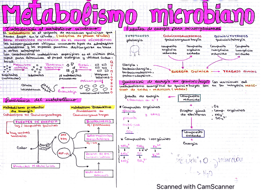 Miniatura del documento TEMA-5-MET.-ENERGETICO-EN-QUIMIOHETEROTROFOS.pdf