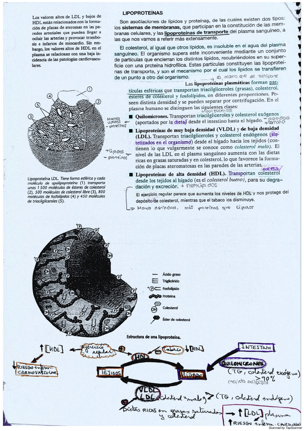 Miniatura del documento Ficha-Lipoproteinas.pdf
