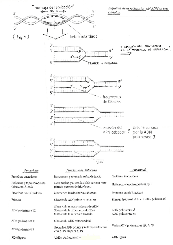 Miniatura del documento esquemareplic.pdf
