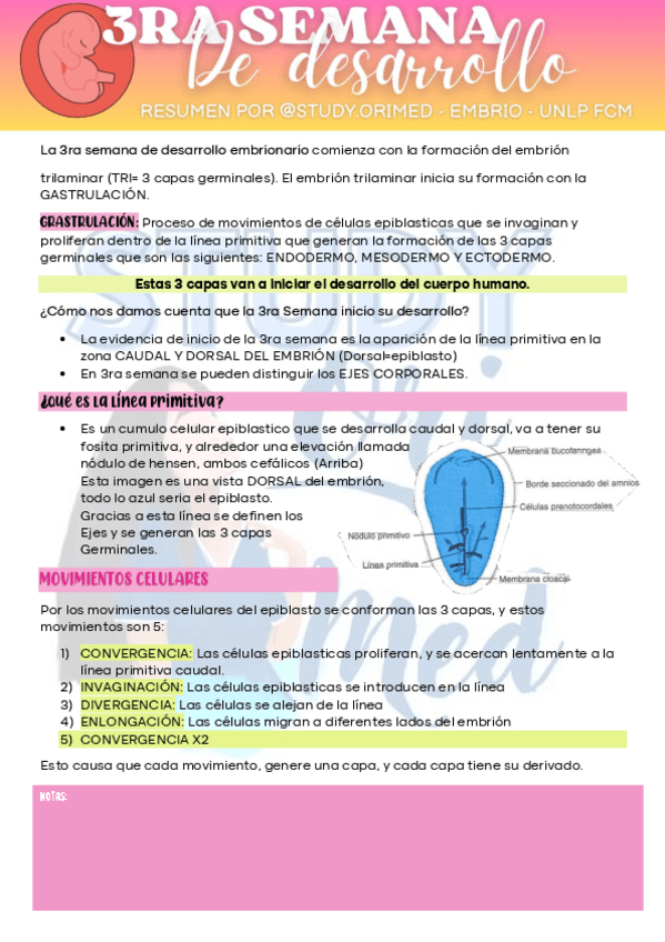 Miniatura del documento 3RA-SEMANA-DESARROLLO-STUDY.ORIMED-EMBRIO-UNLP-FCM.pdf