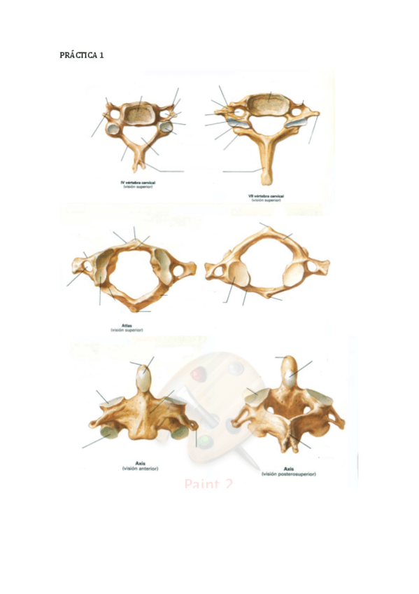 Miniatura del documento practicas neuro completar.pdf