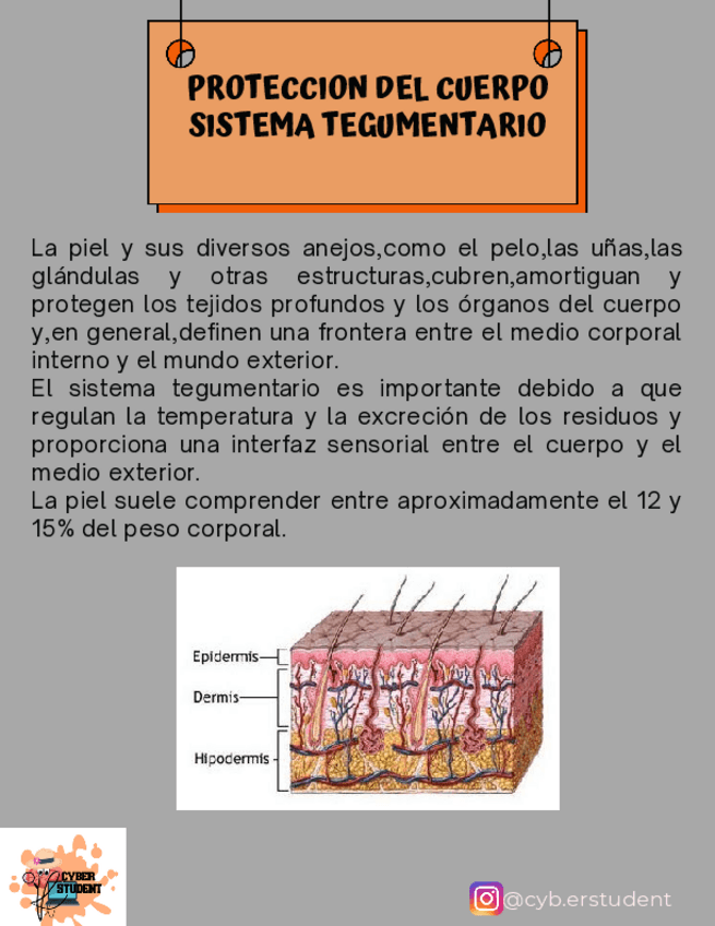 Miniatura del documento SISTEMA-TEGUMENTARIO.pdf
