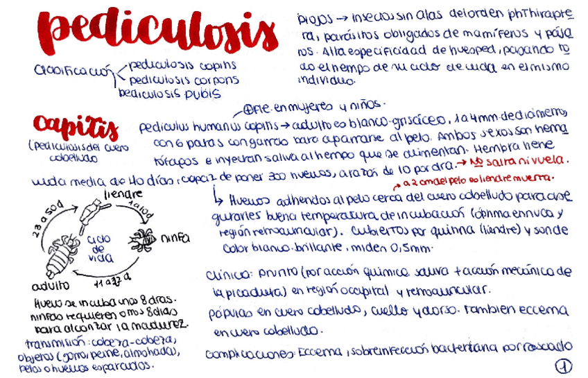 Miniatura del documento Pediculosis.pdf
