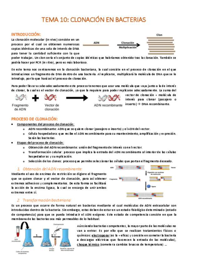 Miniatura del documento TEMA-10-Clonacion-en-bacterias.pdf