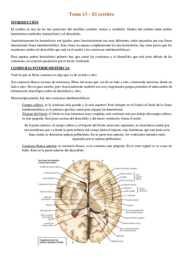 Miniatura del documento Tema-13-El-cerebro.pdf