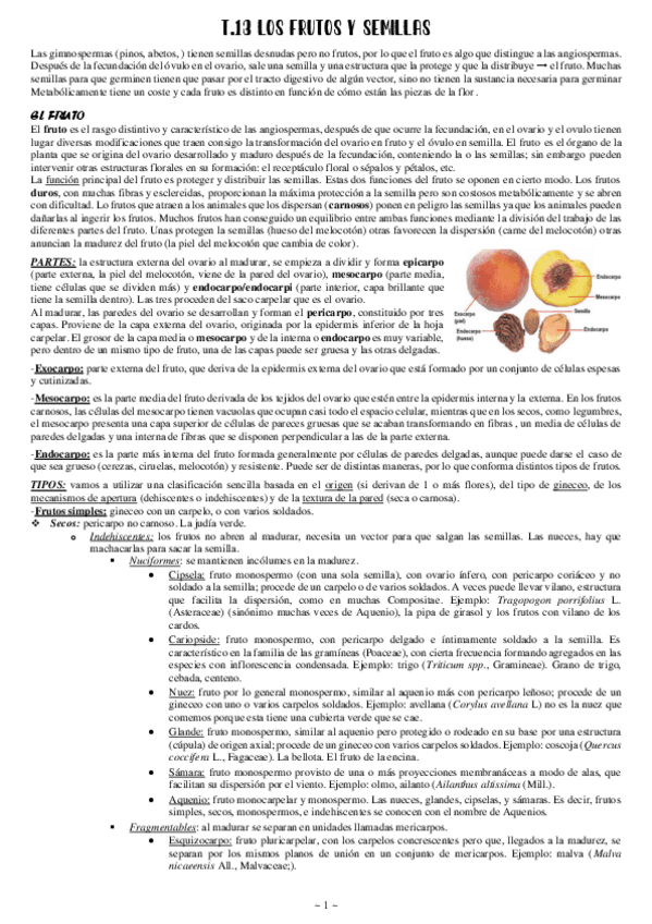 Miniatura del documento 13-Los-frutos-y-semillas.pdf