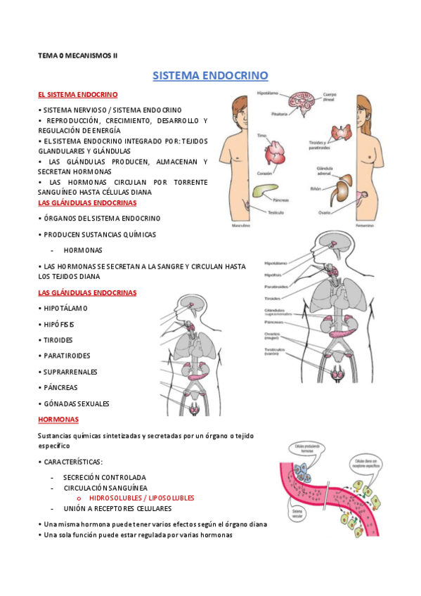 Miniatura del documento ENDOCRINO-Genralidades-y-trastornos-hipofisarios.pdf