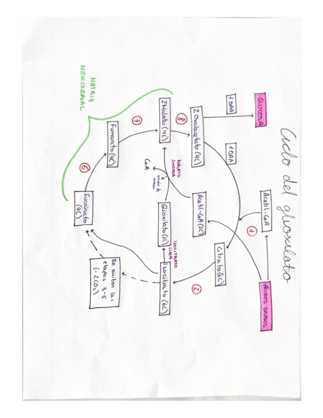 Miniatura del documento ESQUEMA-CICLO-DEL-GLIOXILATO.pdf