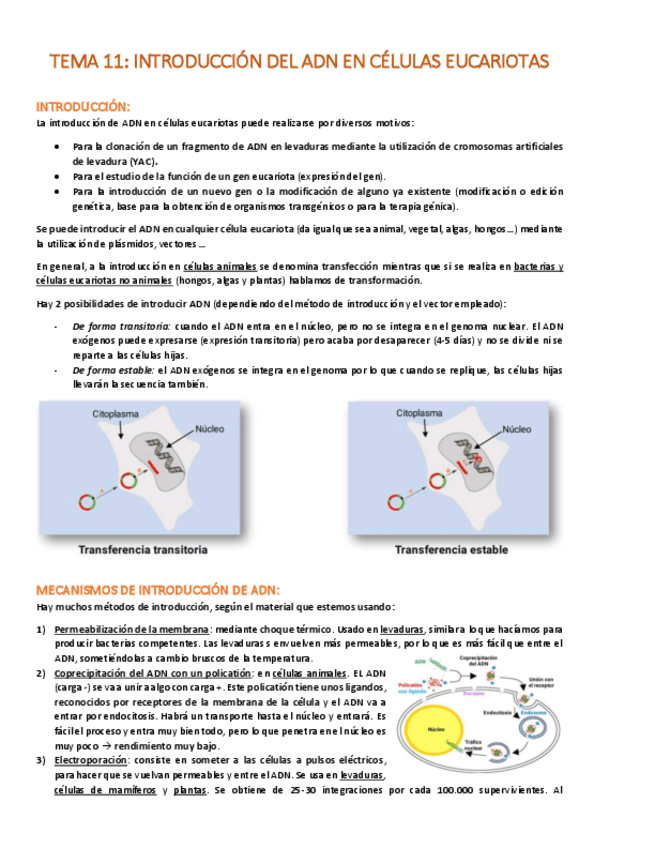 Miniatura del documento TEMA-11-Introduccion-del-ADN-en-celulas-eucariotas.pdf