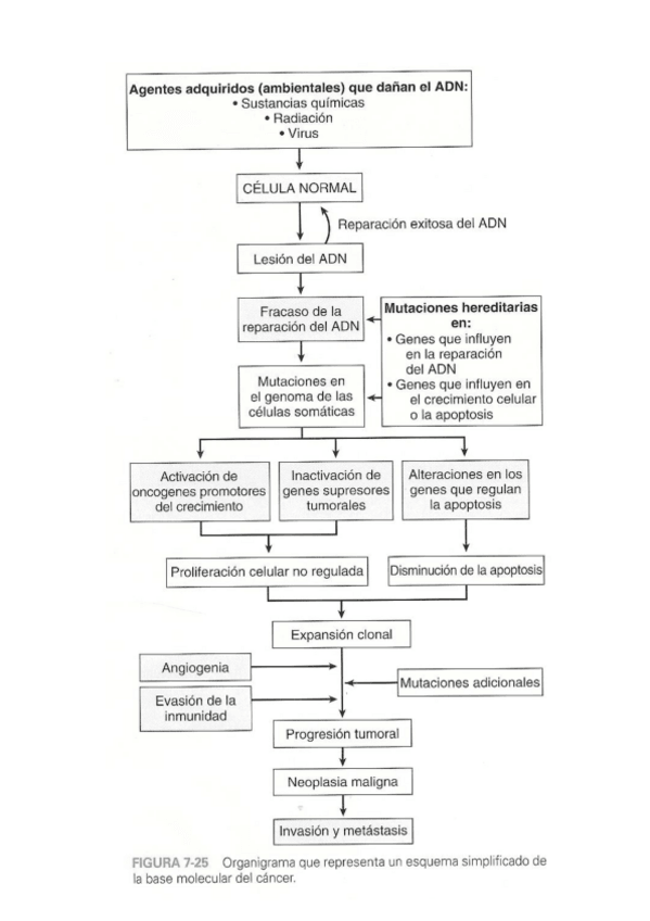 Miniatura del documento ORGANIGRAMA BASES MOLECULARES DEL CÁNCER (RESUMEN TEMA 10).pdf