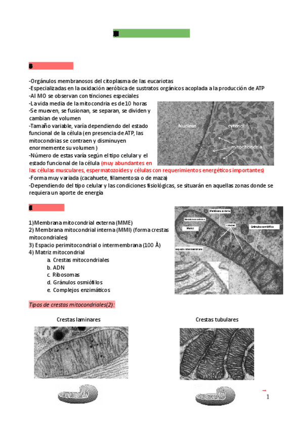 Miniatura del documento Tema-5-mitocondria.pdf