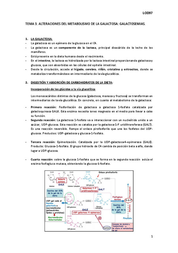 Miniatura del documento TEMA3. alteraciones del metabolismo de la galactosa.pdf