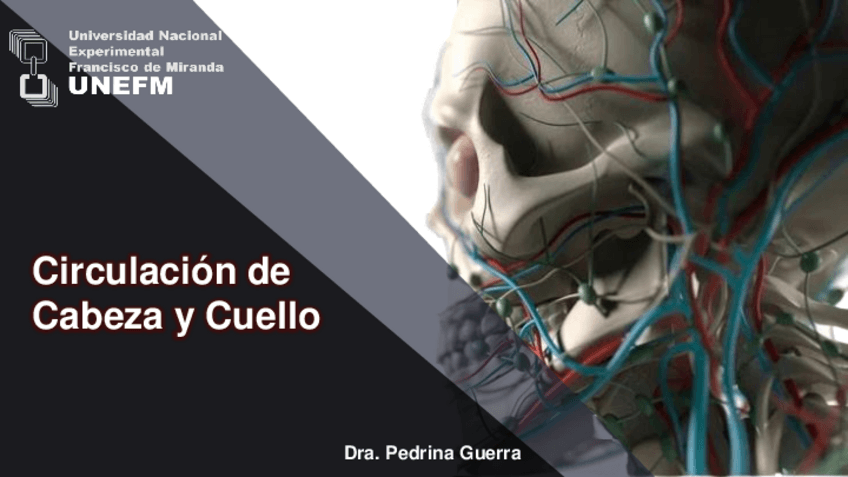 Miniatura del documento CIRCULACIÓN DE CABEZA Y CUELLO.pdf