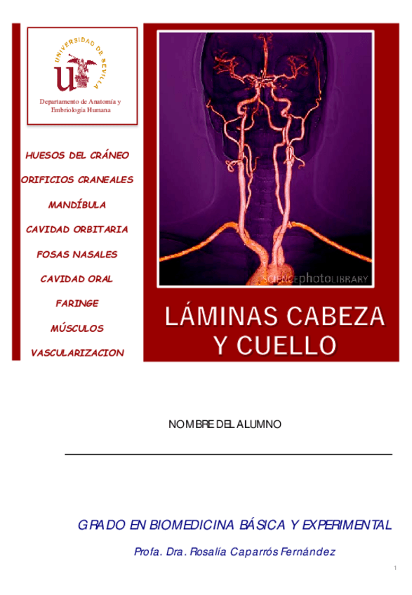 Miniatura del documento Lamina-cabeza-y-cuello-2022-2023.pdf