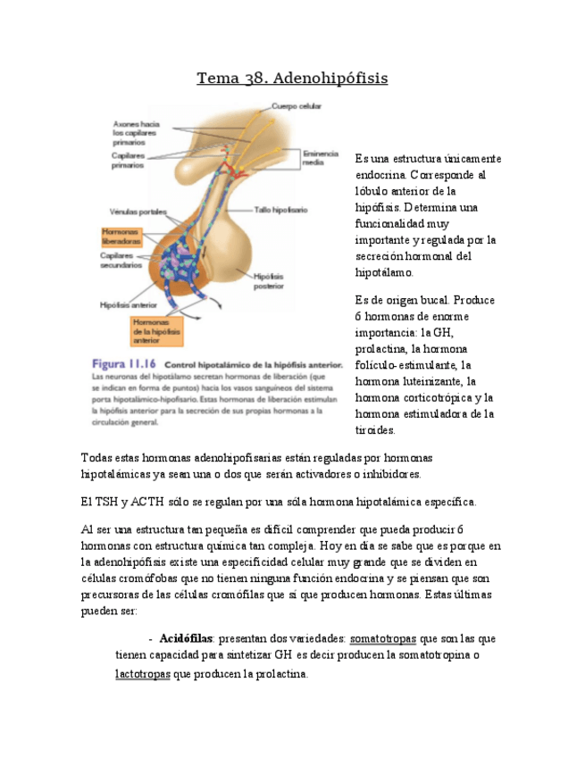 Miniatura del documento Tema 38 fisiologia.pdf