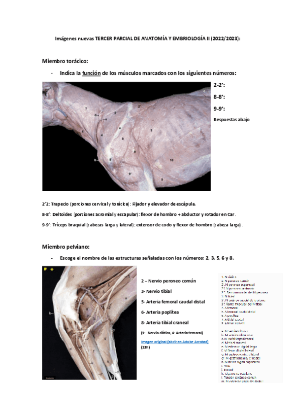 Miniatura del documento Imagenes-nuevas-TERCER-PARCIAL 2023-examen-m.-toracico-y-m.-pelviano.pdf