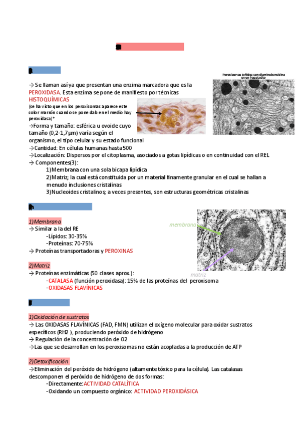 Miniatura del documento Tema-6-citologia-peroxisomas.pdf