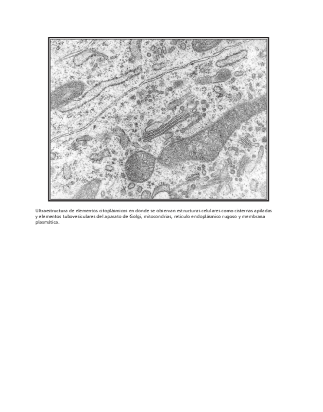 Miniatura del documento bma-39.pdf