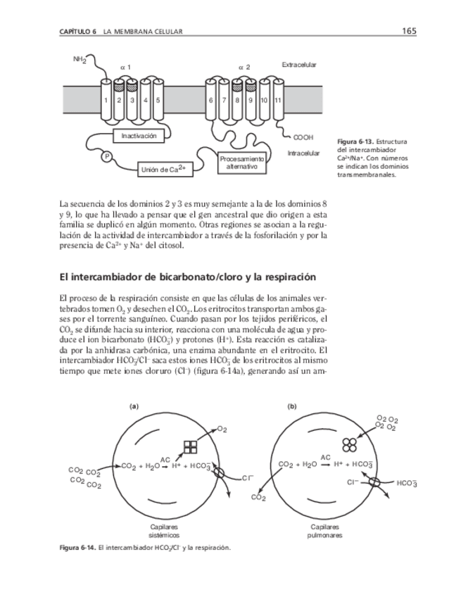 Miniatura del documento bma-42.pdf