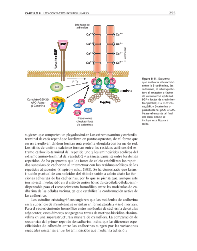 Miniatura del documento bma-60.pdf