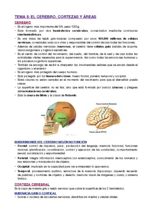Miniatura del documento T5-EL-CEREBRO-CORTEZAS-Y-AREAS.pdf