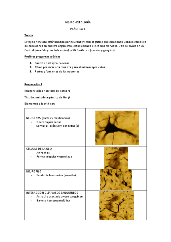 Miniatura del documento PRACTICA-1-NEUROHISTOLOGIA.pdf