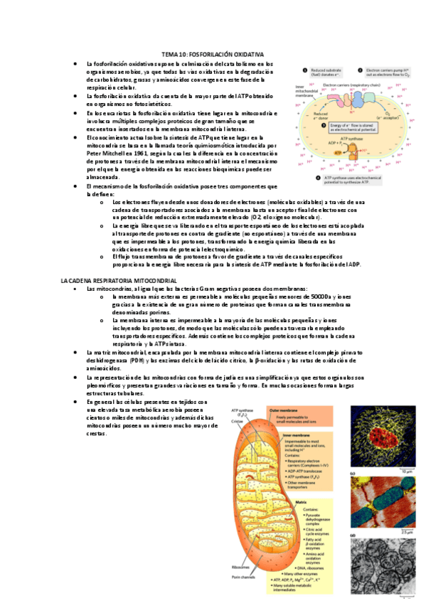 Miniatura del documento TEMA-10-FOSFORILACION-OXIDATIVA.pdf