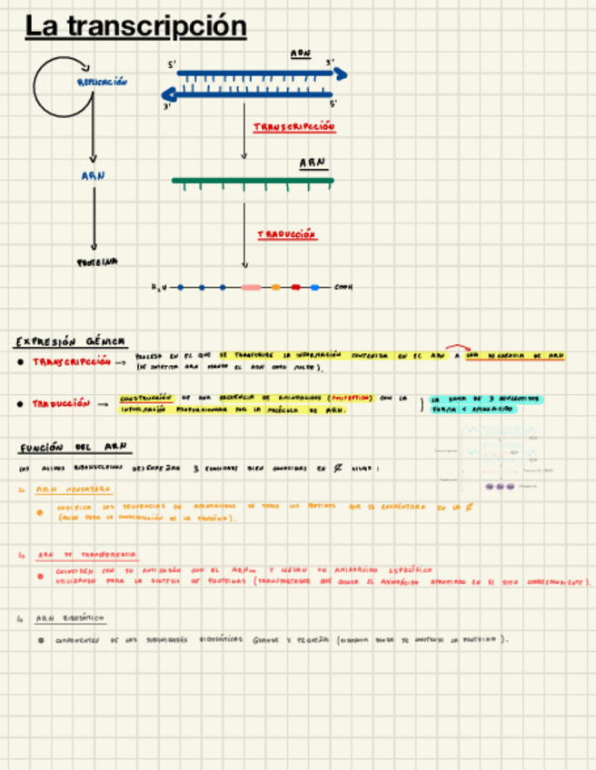 Miniatura del documento La-Transcripcion.pdf