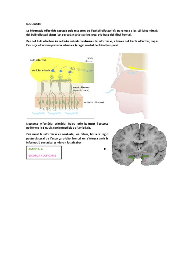 Miniatura del documento Vies olfacte.pdf