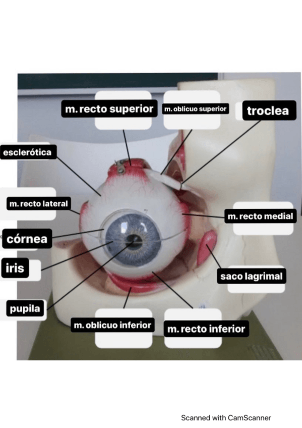 Miniatura del documento Practica-3-ojo.pdf