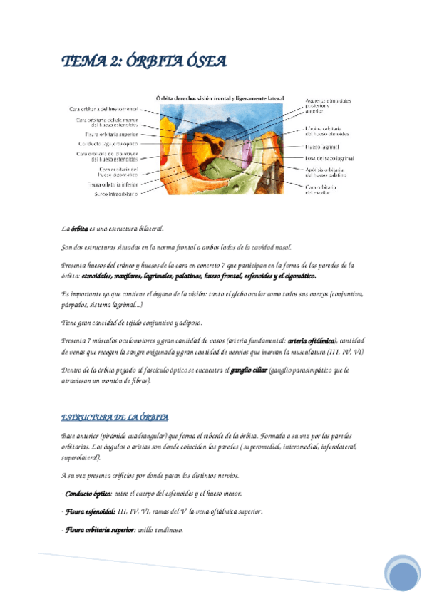 Miniatura del documento apuntes visual.docx