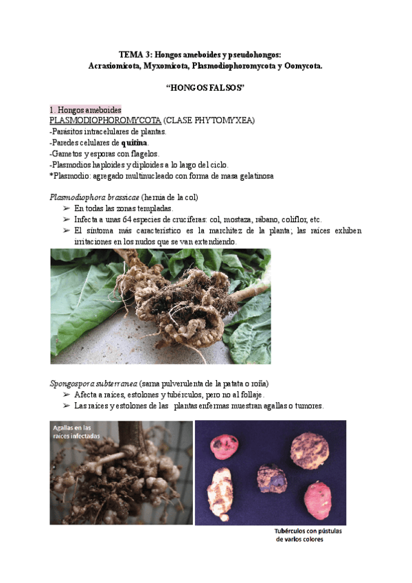Miniatura del documento Botanica-tema-3.pdf