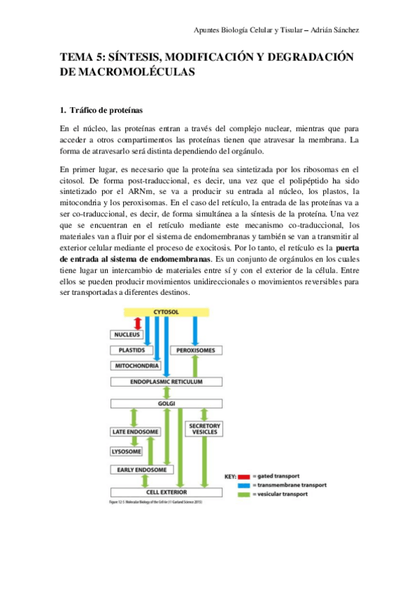 Miniatura del documento TEMA 5 bct.pdf