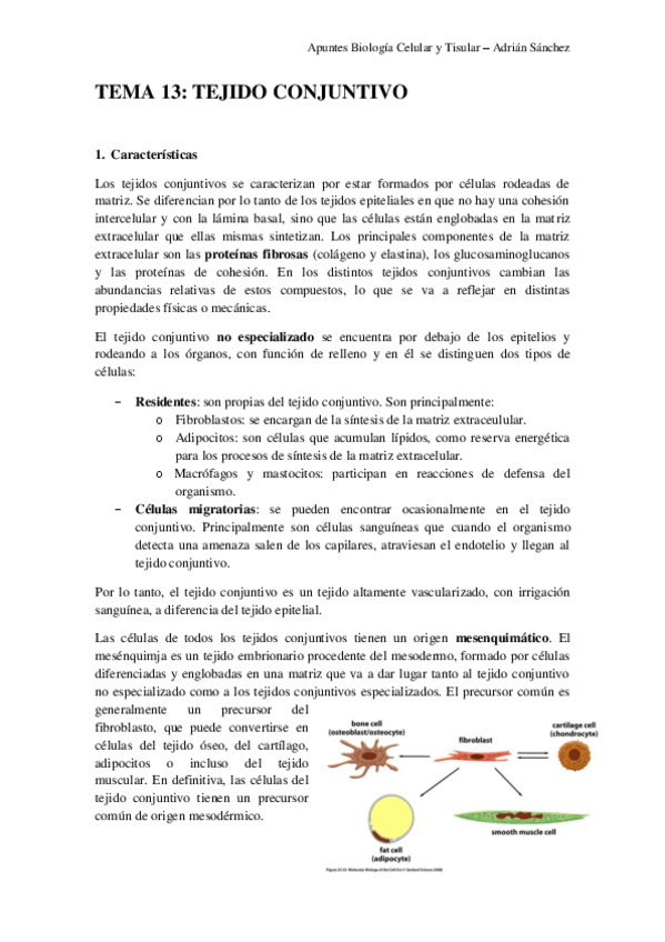 Miniatura del documento TEMA 13 bct.pdf