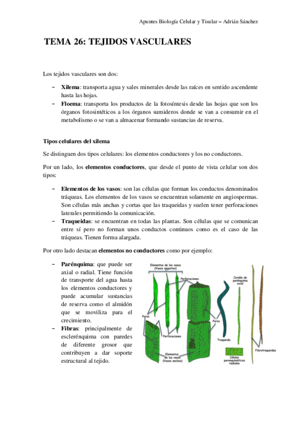 Miniatura del documento TEMA 26 bct.pdf