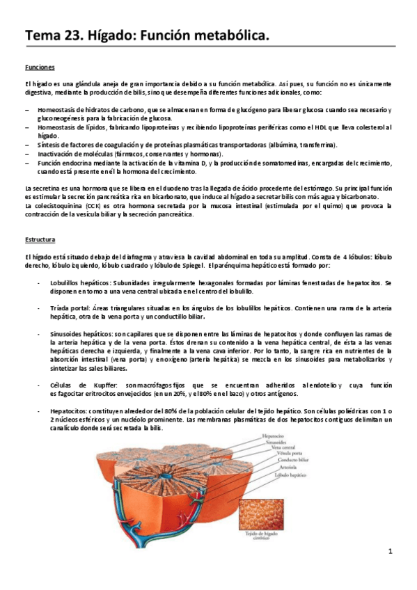 Miniatura del documento RESUMEN-Tema-23.-Higado.-Funcion-metabolica..pdf