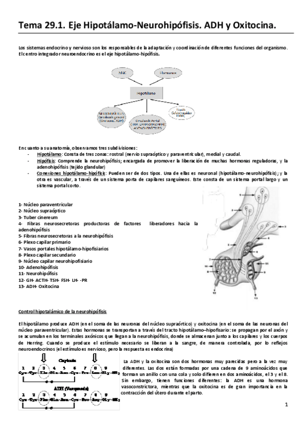 Miniatura del documento RESUMEN-Tema-29.-Eje-hipotalamo-neurohipofisis.-ADH-y-oxitocina..pdf