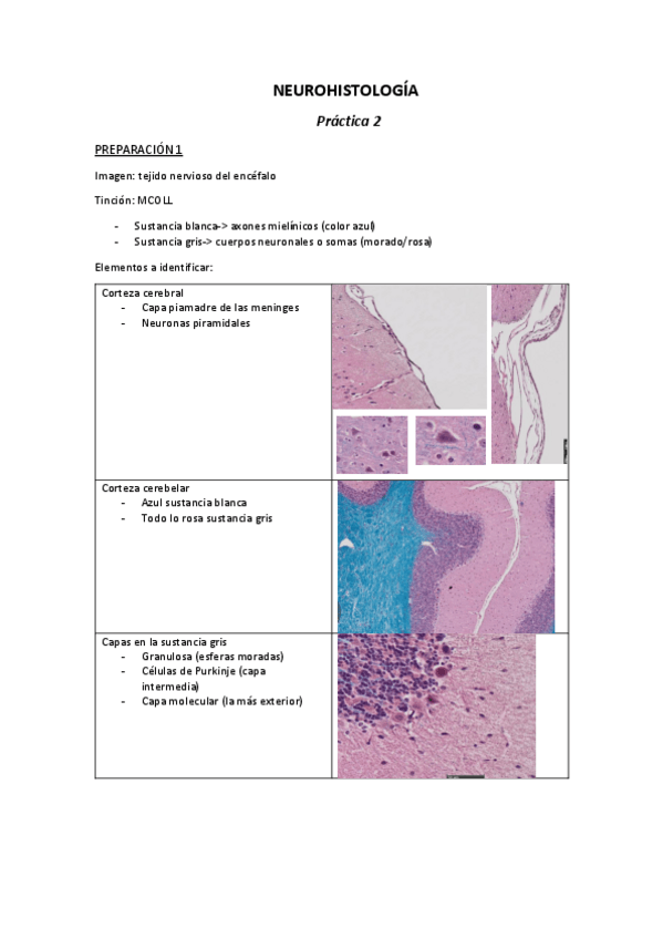 Miniatura del documento NEUROHISTOLOGIA-PRACTICA-2.pdf