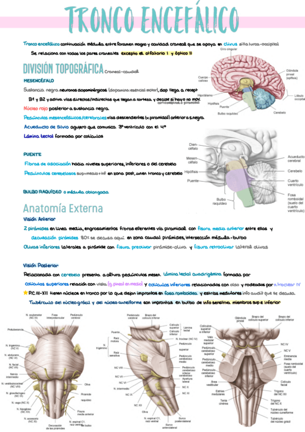 Miniatura del documento 2.-Troncoencefalo.pdf