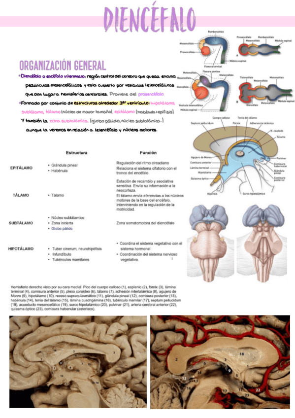 Miniatura del documento 5.-Diencefalo.pdf