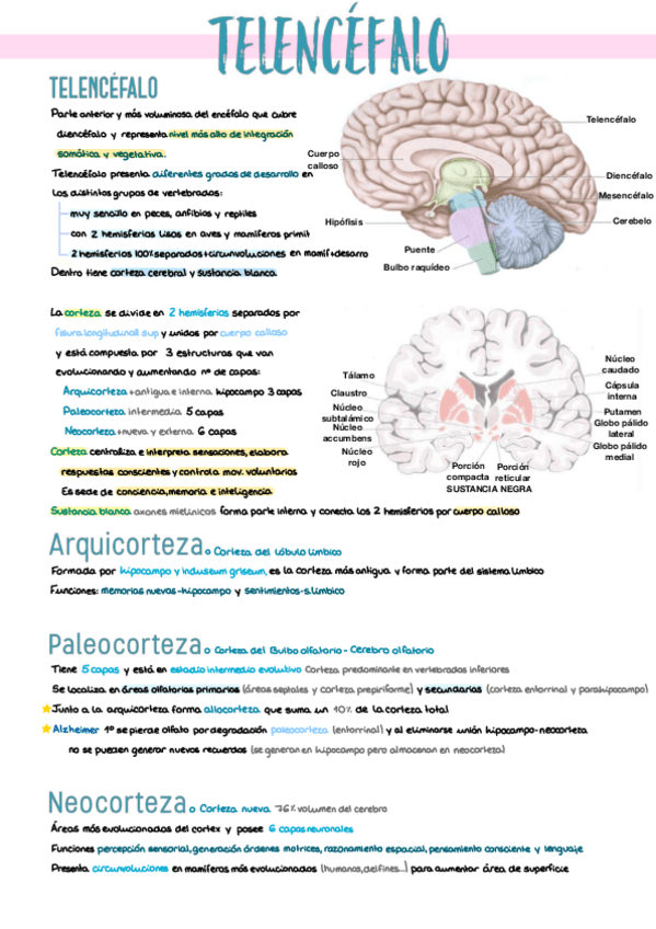 Miniatura del documento 6.-Telencefalo.pdf