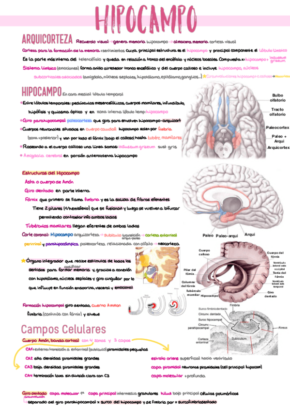 Miniatura del documento 8.-Hipocampo.pdf