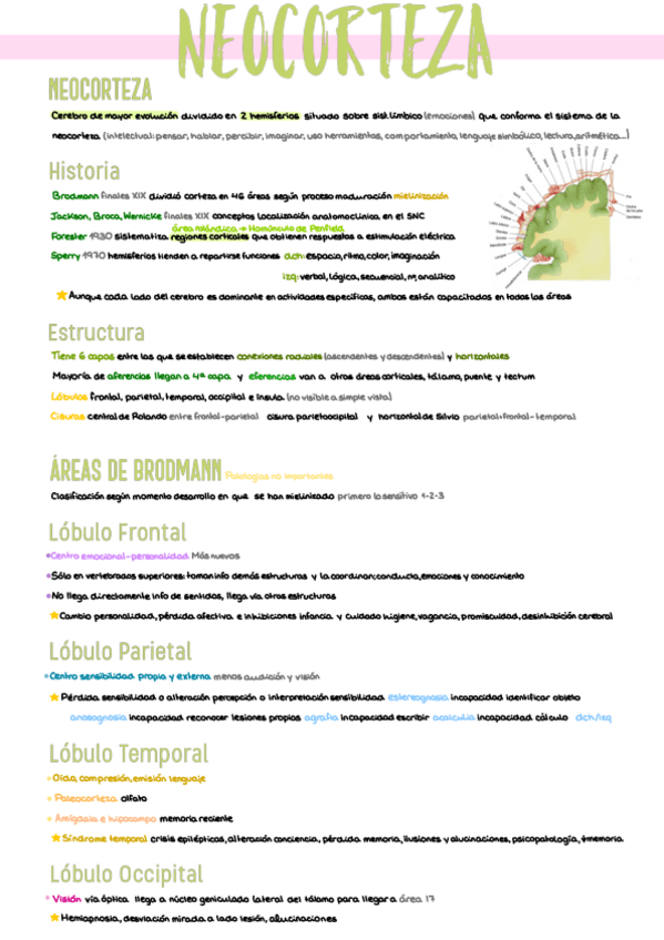 Miniatura del documento 10.-Neocorteza.pdf