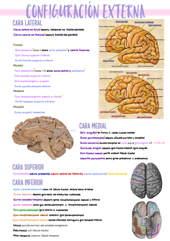 Miniatura del documento 11.-Configuracion-Externa-Cerebro.pdf