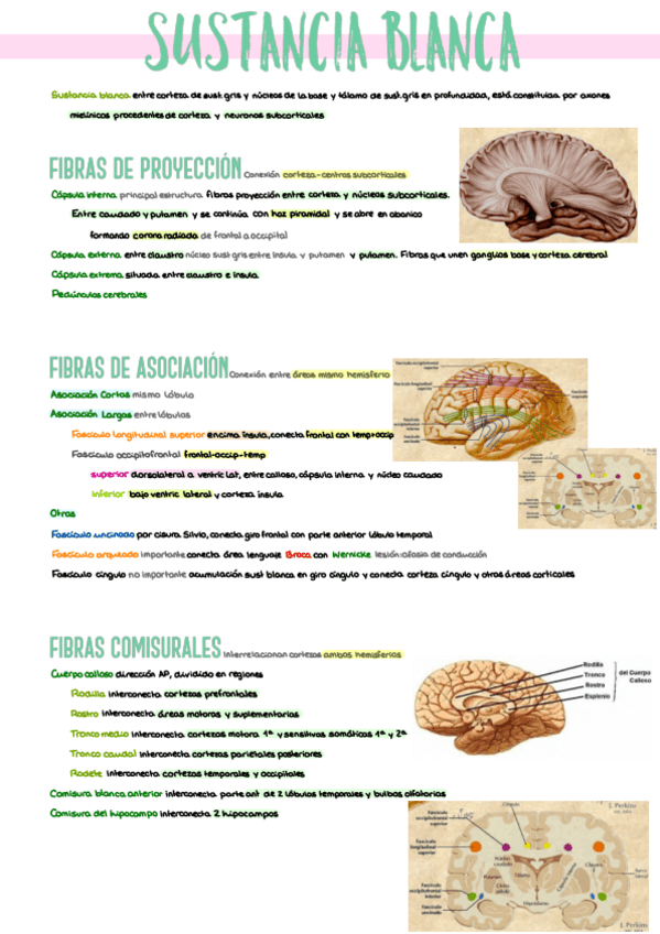 Miniatura del documento 12.-Sustancia-Blanca.pdf