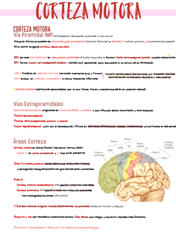 Miniatura del documento 14.-Corteza-Motora.pdf