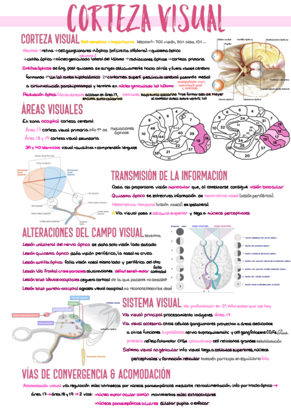 Miniatura del documento 15.-Corteza-Visual.pdf